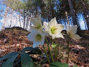 19 Helleborus niger (Ellebori) in piena fioritura